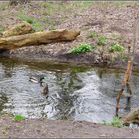 Дайвинг :: Сеня Белгородский