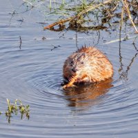 Вкусный корешок! :: Елена Хайдукова  ( Elena Fly )
