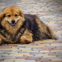 Улыбающая собака :: Мариша Тим