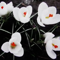 Белые крокусы :: Людмила Смородинская