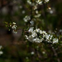 Цветы :: Юрий Гайворонскiий