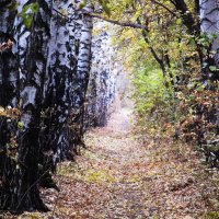 берёзовая аллея :: Елена Шаламова