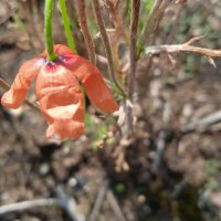 за городом :: Елена Шаламова