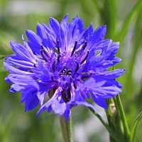 василек :: Николай 