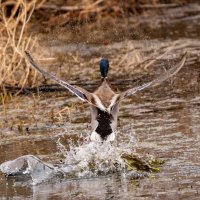 5 :: Сергей Флетчер