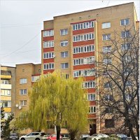 Ивушка. :: Валерия Комова