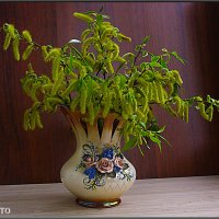 ВЕРБОЧКА. :: Александр Дмитриев