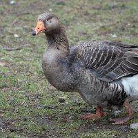 *** :: Владимир Безбородов