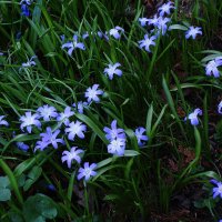 Хионодокса :: Рита Симонова