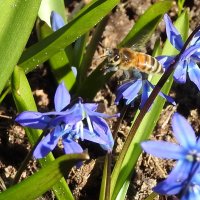 весенние зарисовк :: ИННА ПОРОХОВА