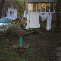 киса цветочек :: Лера 