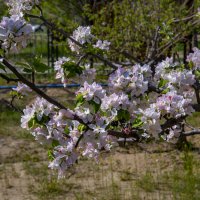 Весна :: Анатолий Чикчирный