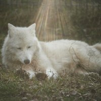 Белый ВОлк :: Александр Леонов