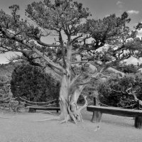 .. древесный можжевельник в Новом свете.. :: galalog galalog