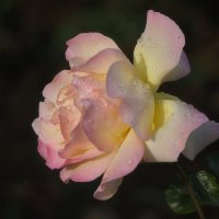 просто так ) :: Всеволод 