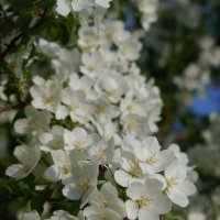 Цветение :: Наталия Григорьева