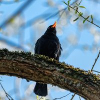 Чёрный дрозд :: Владимир Колесников