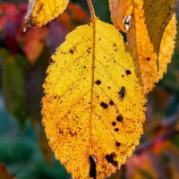 Желтый лист вишни осенью :: Лилия 