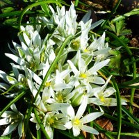 Птицемлечник(Молочные звёзды,Орнитогалум) :: Aida10 