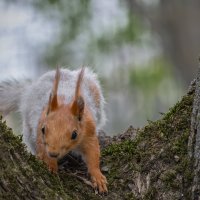 *** :: Игорь Протасов