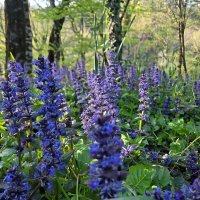 Живучка ползучая :: Tata Wolf