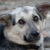 Случайная встреча :: Олегъ Петрович