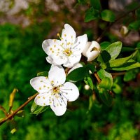 Вишня зацветает :: Галина Бобкина