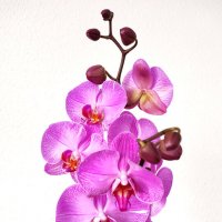 Орхидея :: Елена Галата