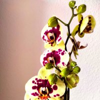 Орхидея :: Елена Галата