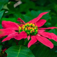 *** :: Николай Чекалин