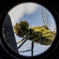 Макро ;-) :: Алексей Пышненко