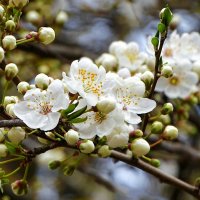 Цвет сливы- алычи. :: Милешкин Владимир Алексеевич 