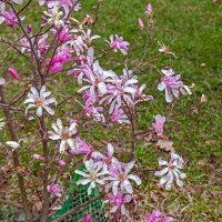 Подморозило магнолию :: Валерий Иванович