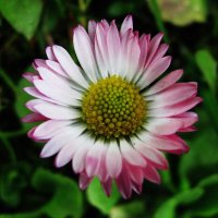 Нежная красотка :: Людмила Смородинская