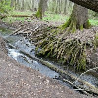 весь лес в ручьях от родников :: Сеня Белгородский