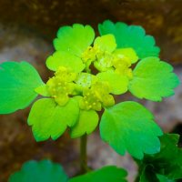 Селезёночник очерёднолистый. :: Милешкин Владимир Алексеевич 