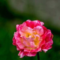 Тюльпан :: Игорь Сикорский