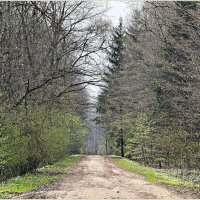 Просыпающийся лес. :: Валерия Комова