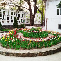 Весенняя клумба! :: Надежда 