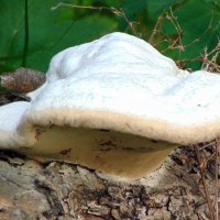 Белая шляпа. :: nadyasilyuk Вознюк