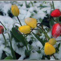 Зима не сдается :: Aleksandr Gal