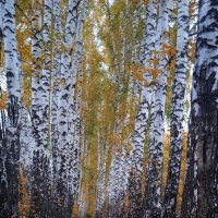 октябрь в берёзовой аллее :: Елена Шаламова