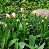 Тюльпаны :: Рита Симонова