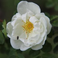 В ЛЕТНЕМ САДУ ЦВЕТЕТ БЕЛАЯ РОЗА :: Валентина 