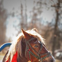 Цыганский транспорт. :: Татьяна Бравая