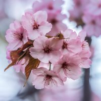 Сакура :: Игорь Шевченко