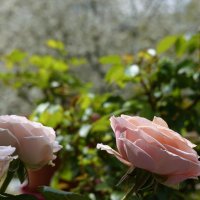 Апрель...вид с балкона... :: Галина 