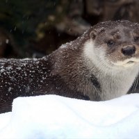 выдра :: Михаил Бибичков