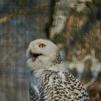 Полярная Сова :: Александр Леонов