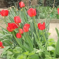 Тюльпаны — фавориты весны. :: Ирина 